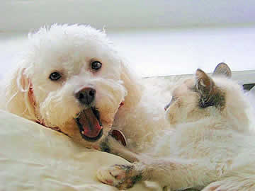 A white dog is lying next to a little cat